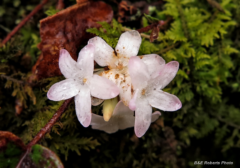 Trailing_Arbutus