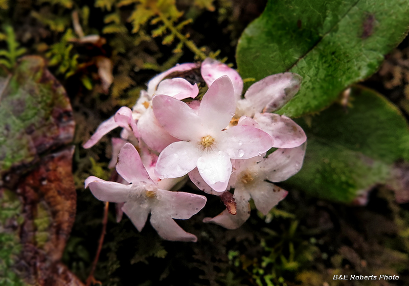 Trailing_Arbutus