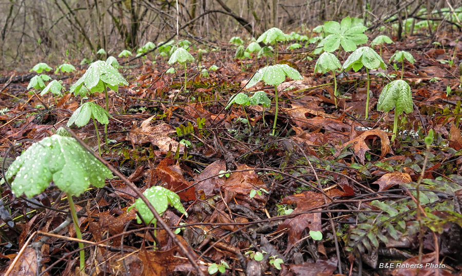 Mayapples