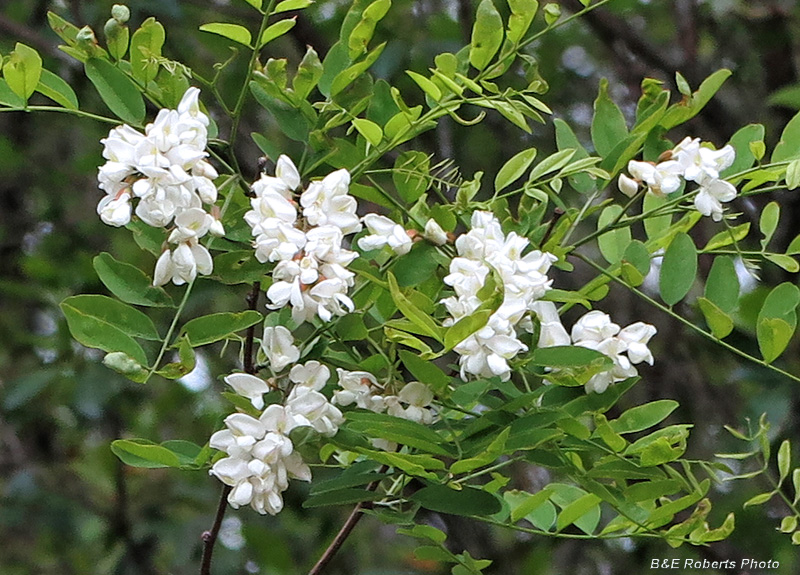 Locust_flowers