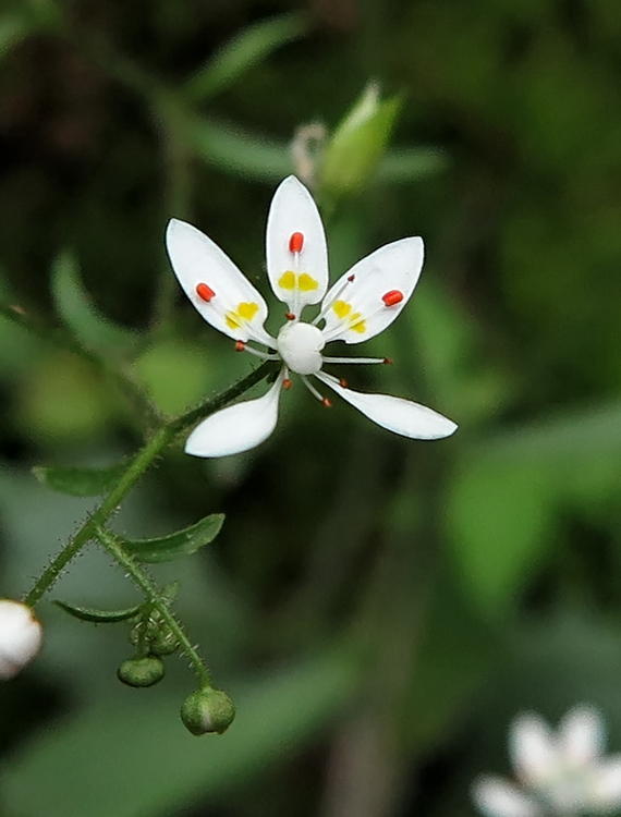 Saxifrage