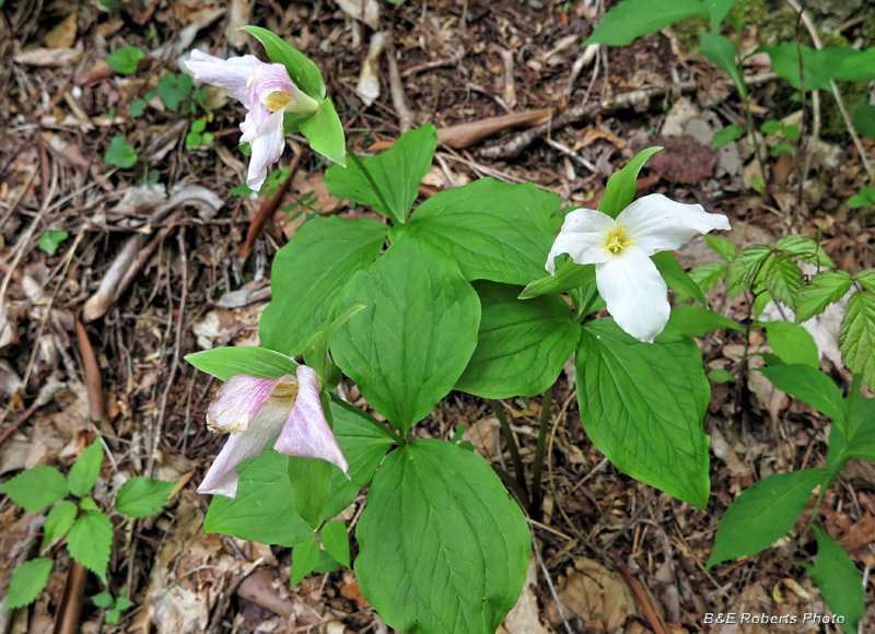 Trillium_Trio