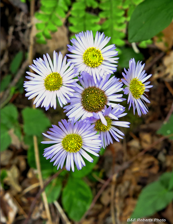 Aster