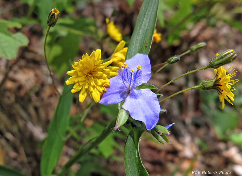 Hawkweed_and_Spiderwort