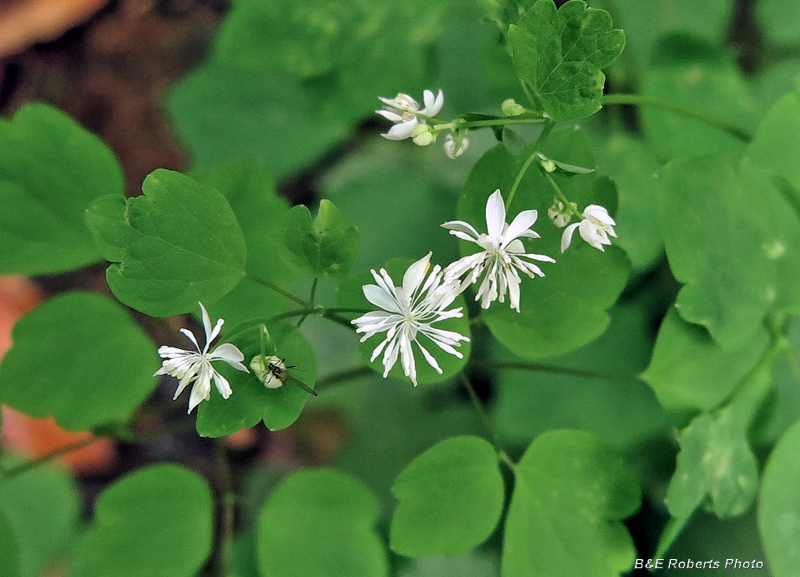 Mountain_Meadow_Rue