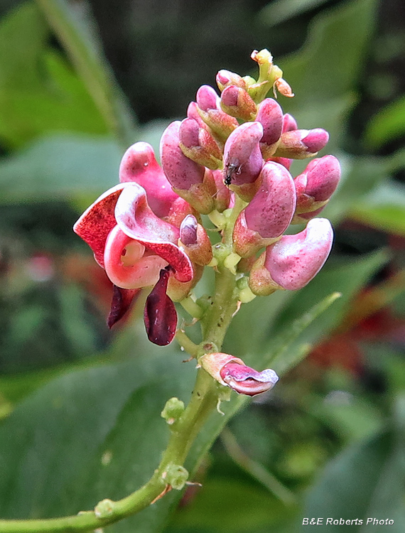 Groundnut