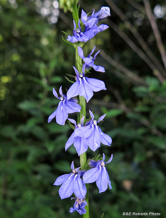 Lobelia