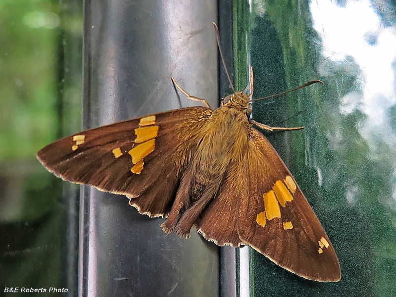 Silver_spotted_Skipper