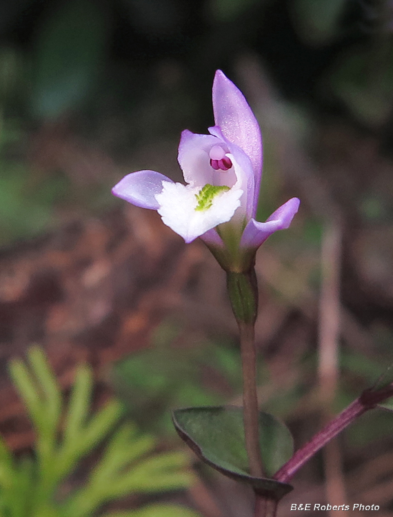 Three_Birds_Orchid