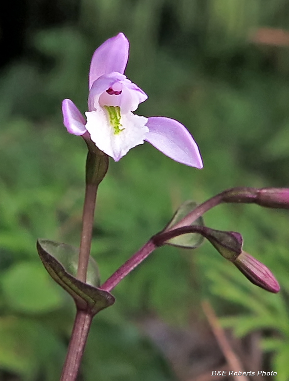 Three_Birds_Orchid