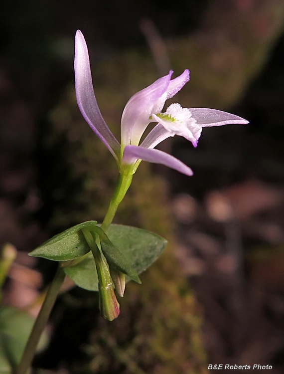 Three_Birds_Orchid