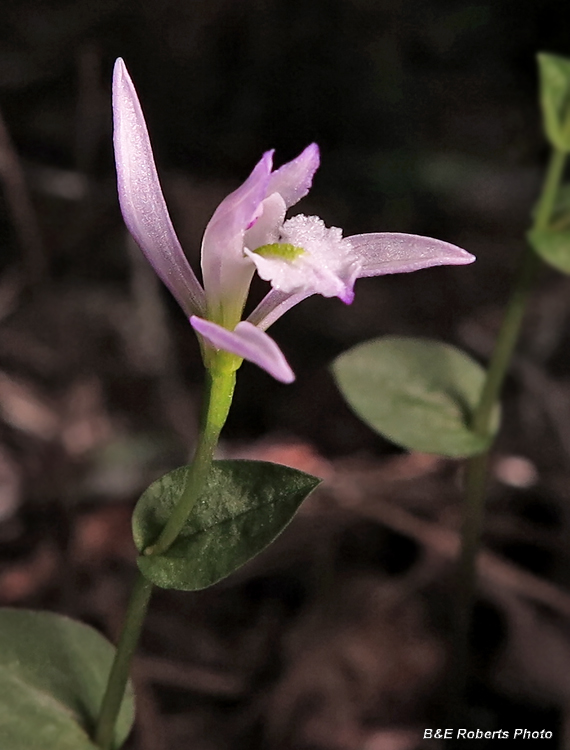 Three_Birds_Orchid