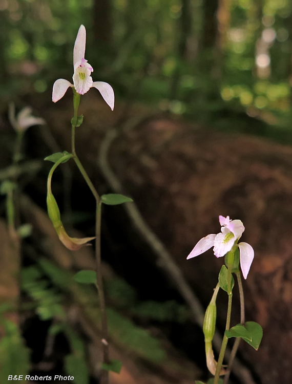 Three_Birds_Orchid