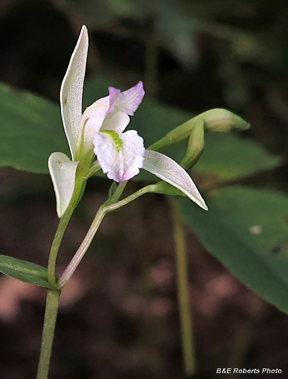 Three_Birds_Orchid