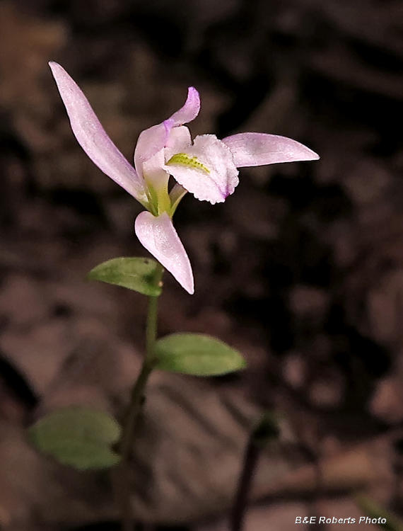 Three_Birds_Orchid