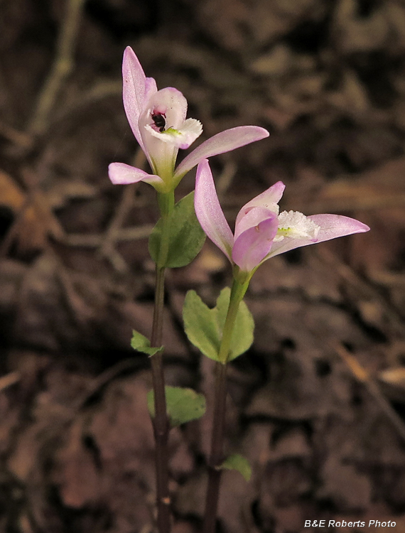 Three_Birds_Orchid