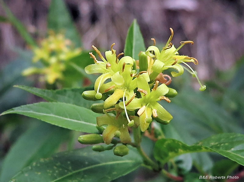 Bush_Honeysuckle