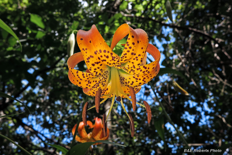 Turks_Cap_Lily