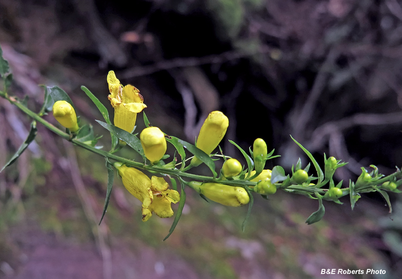 False_Foxglove