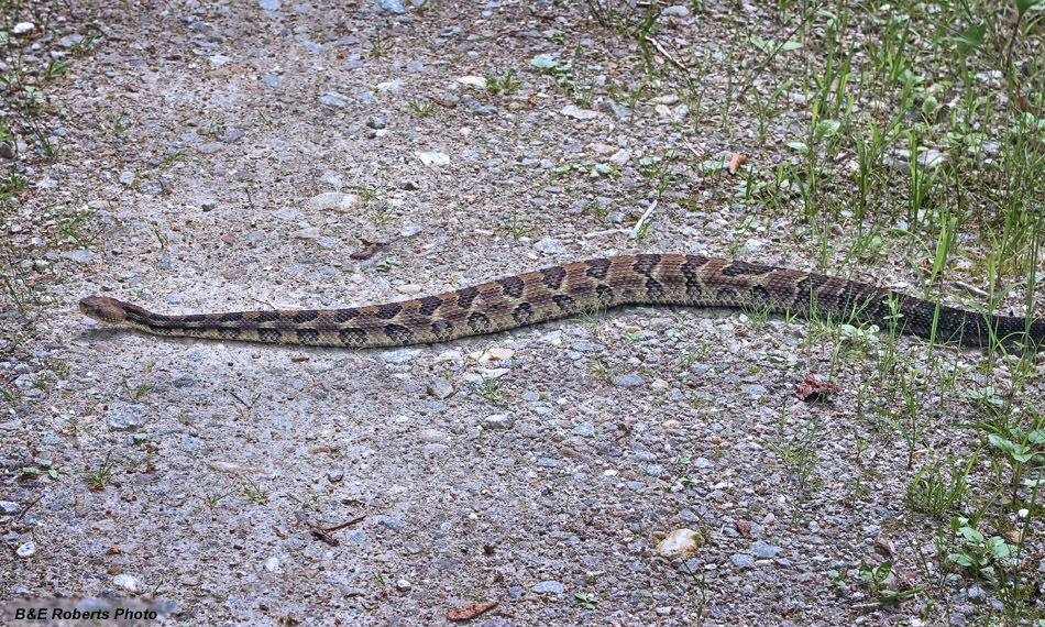 Timber_Rattler