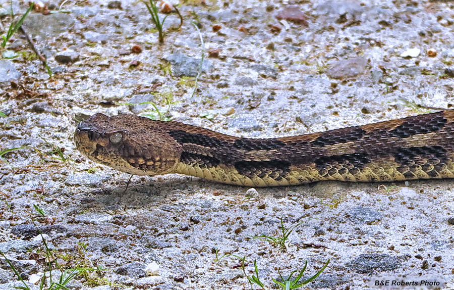 Timber_Rattler