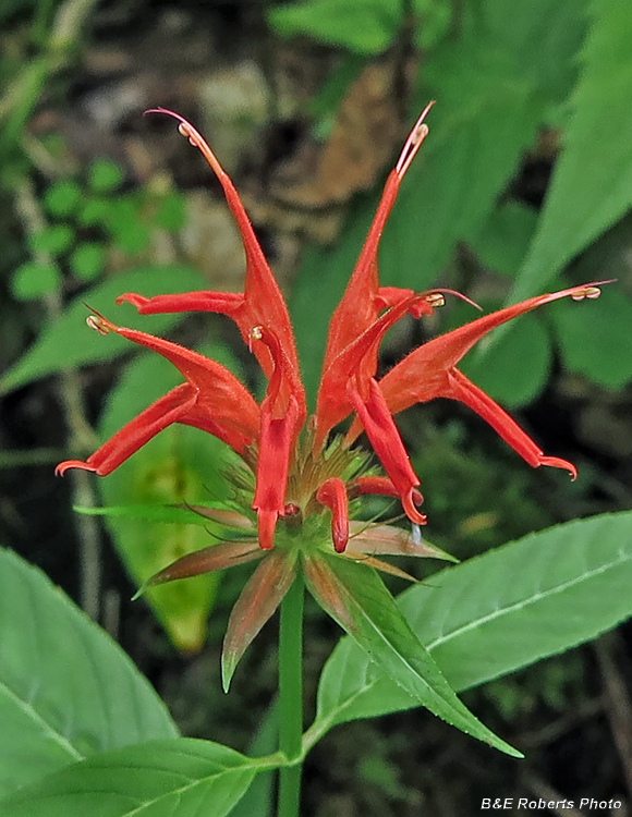 Beebalm