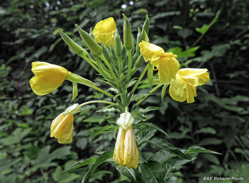 Oenothera_biennis