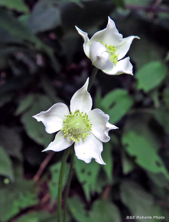 Thimbleweed