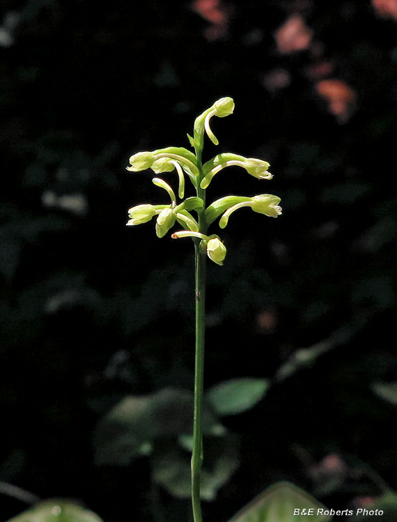 Platanthera_clavellata