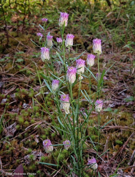 Milkwort