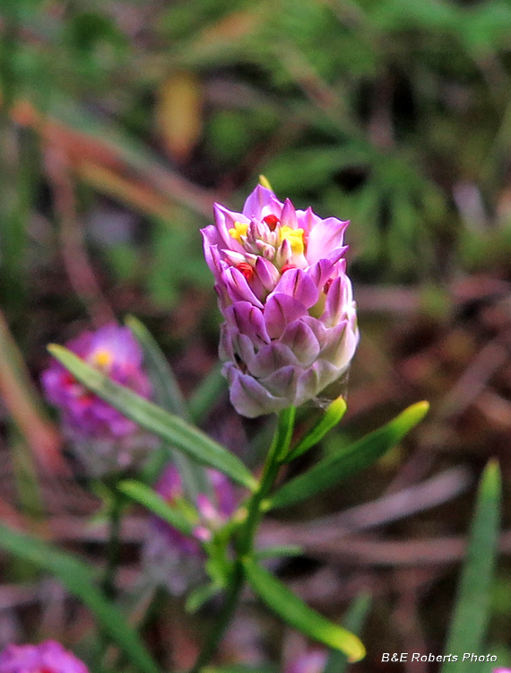 Milkwort