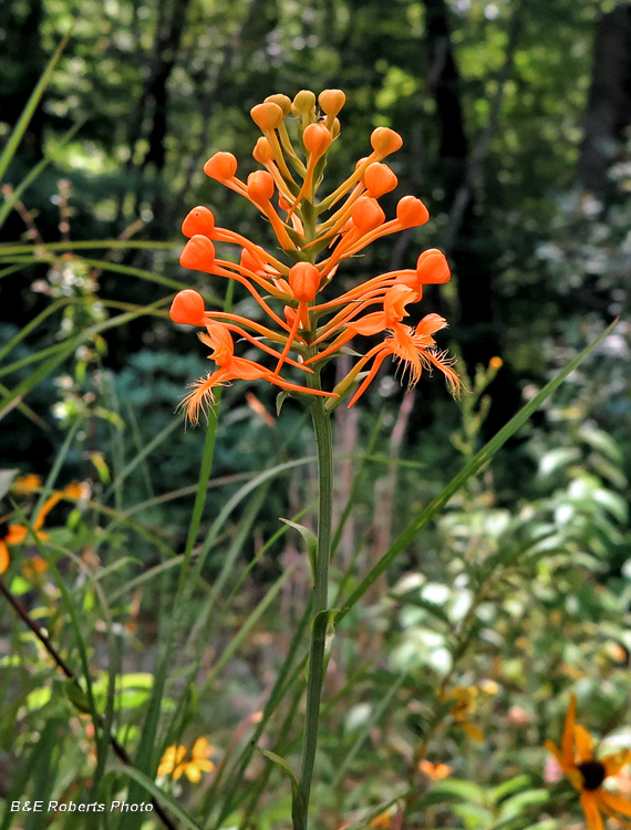 Orange_Fringed_Orchid