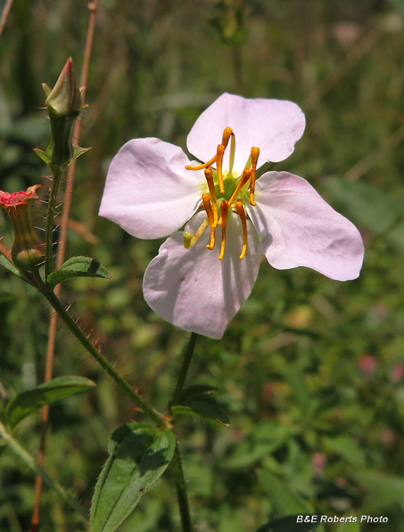 Pale_Meadow_Beauty