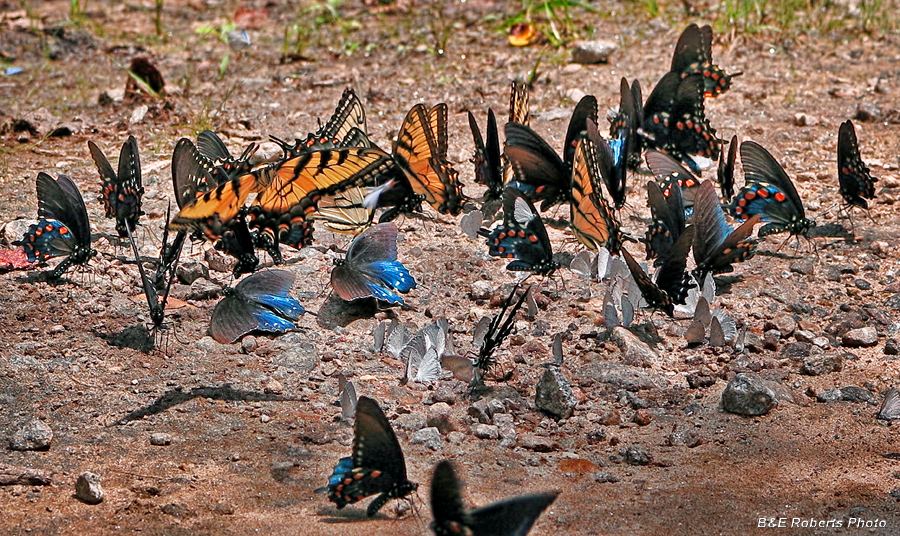 Butterflies_puddling