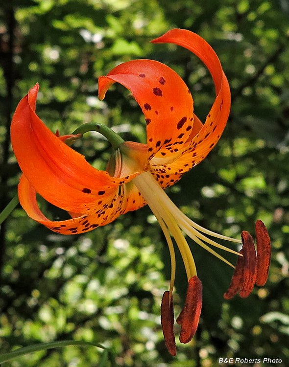 Turks_Cap_Lily