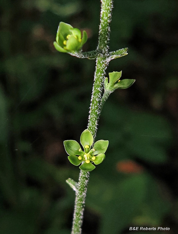 Veratrum_parviflorum