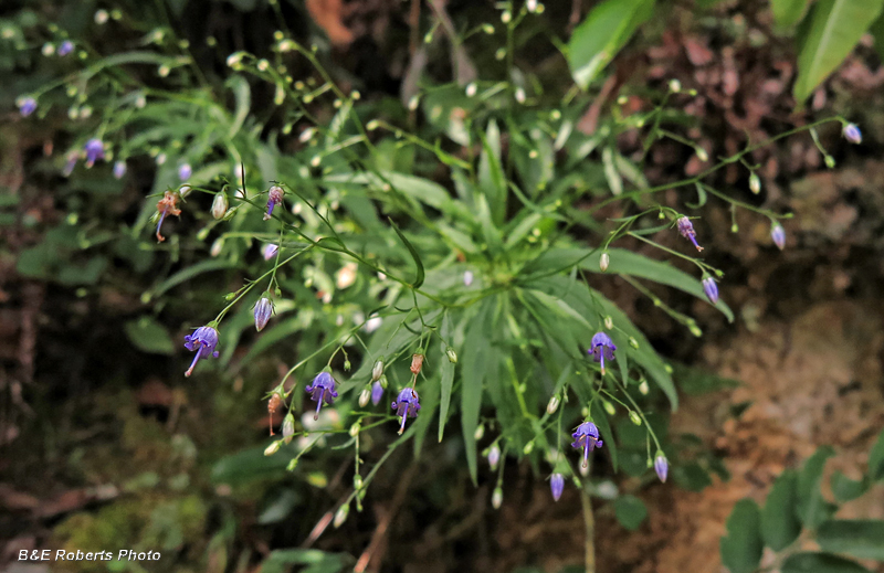 Harebell_plant