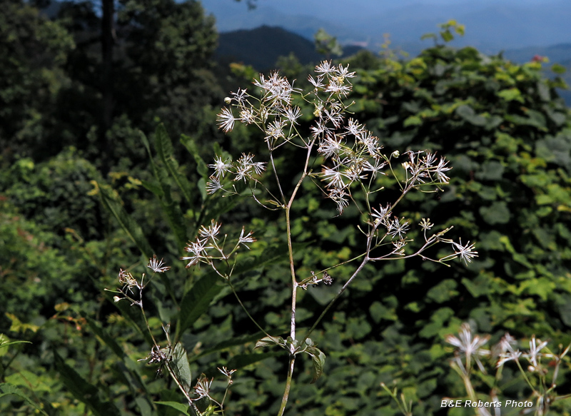 Thalictrum_revolutum