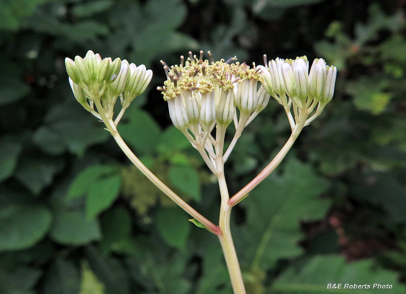 Arnoglossum atriplicifolium