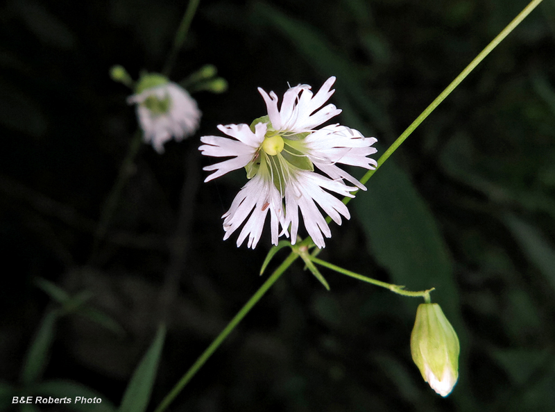 Starry_Campion