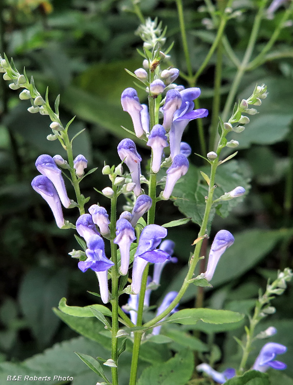 Skullcap