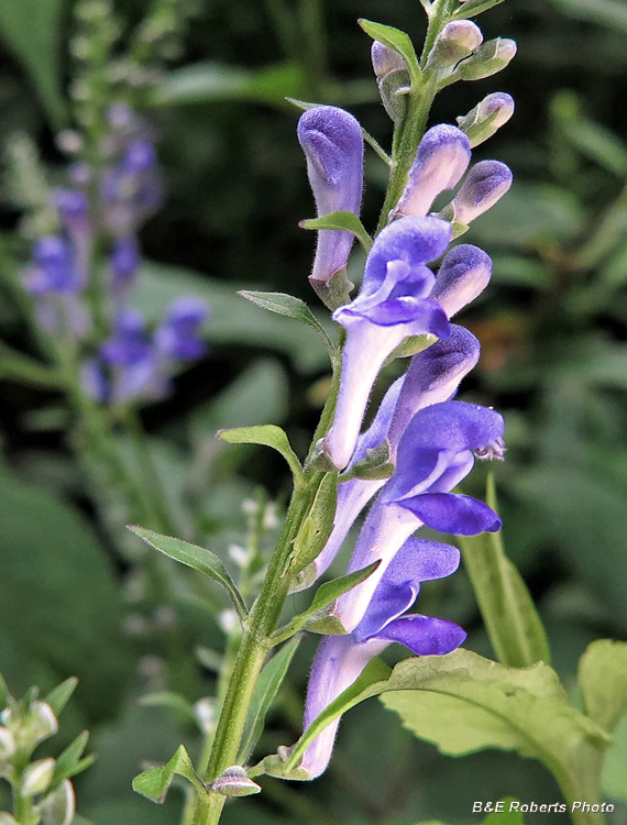 Skullcap