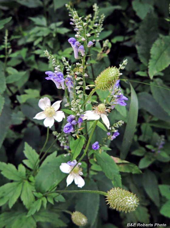 Skullcap_and_Thimbleweed