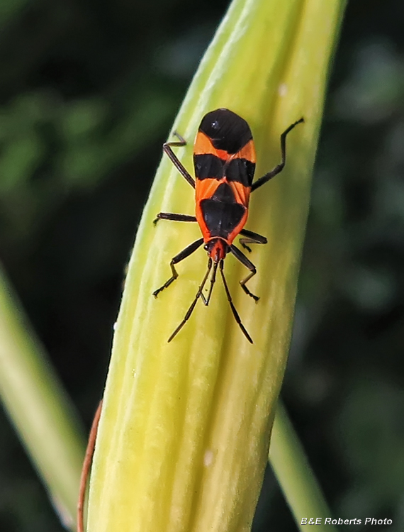 Large_Milkweed_Bug