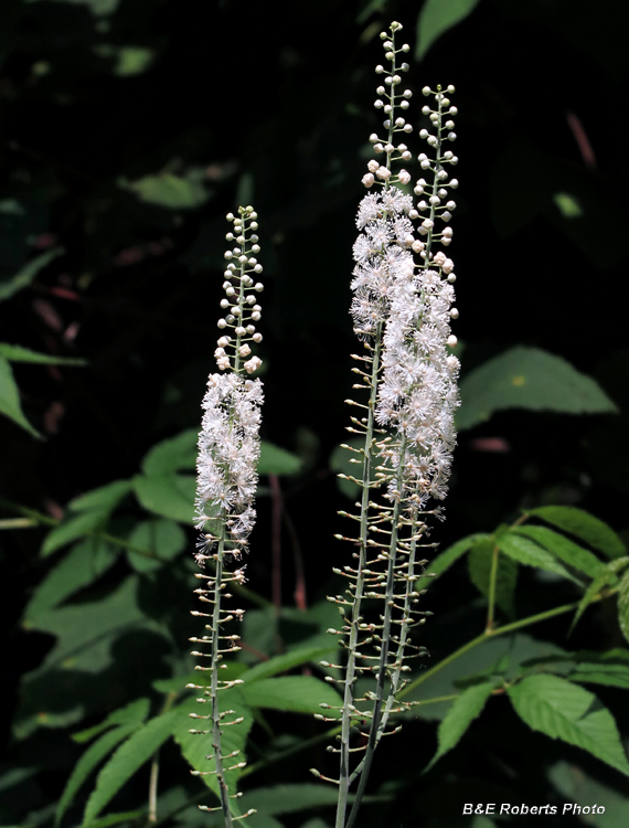 Black_Cohosh