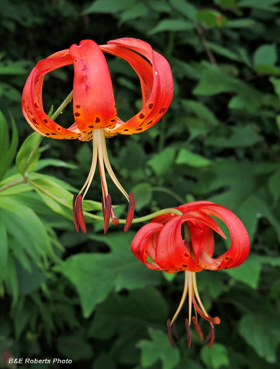 Turks_Cap_Lilies