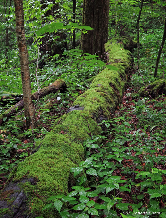 Mossy_Downed_Tree