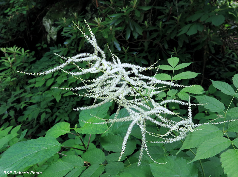 Goats_Beard