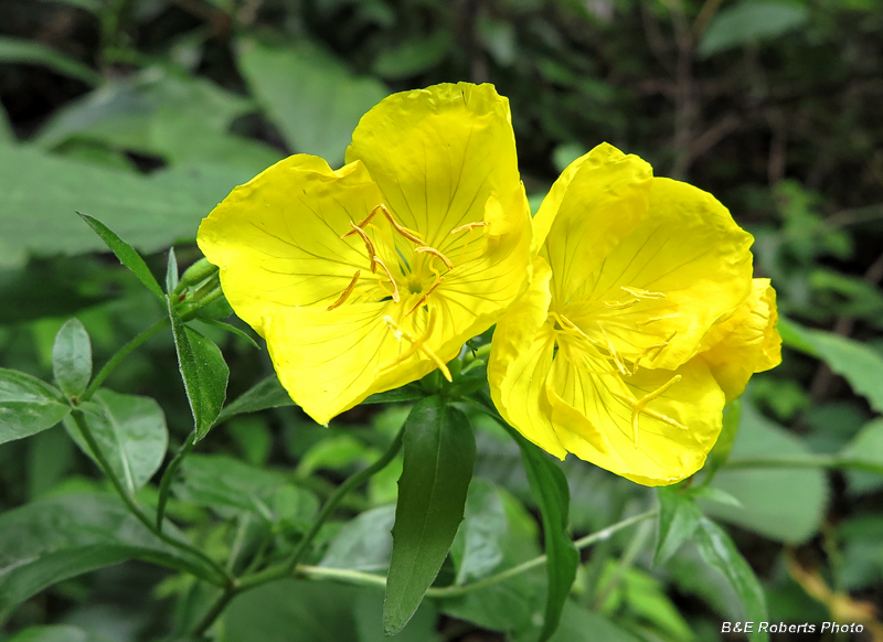 Sundrops