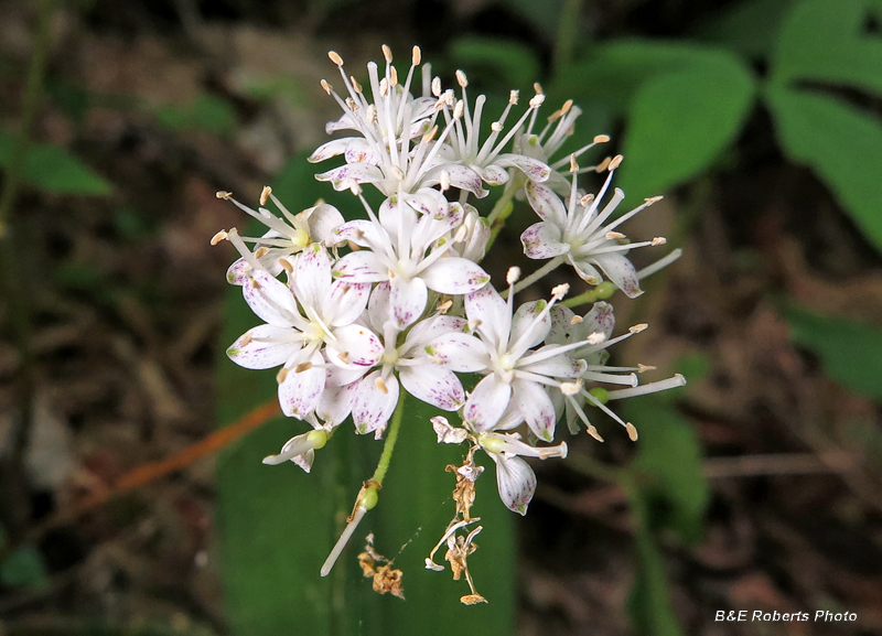 Wood_Lily